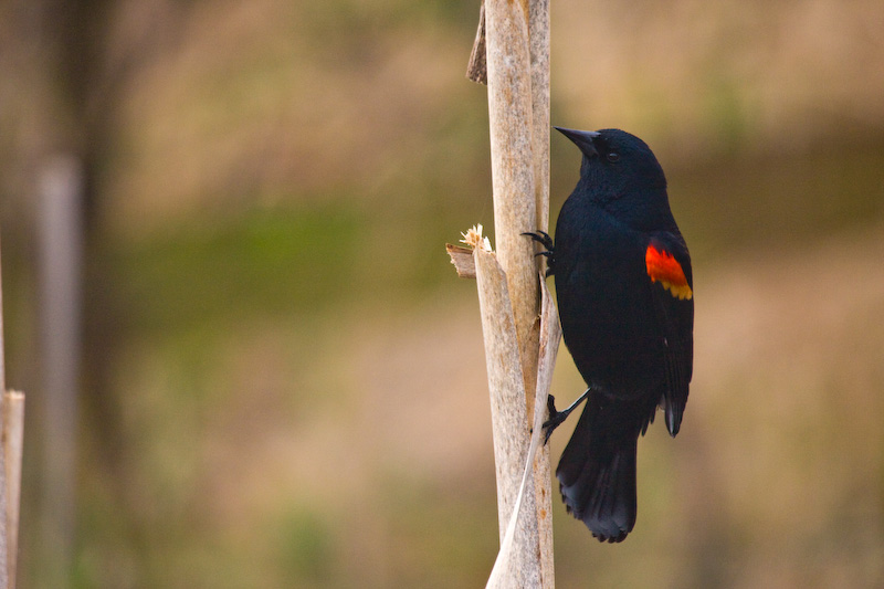 Red-Winged Blackbird On Reed